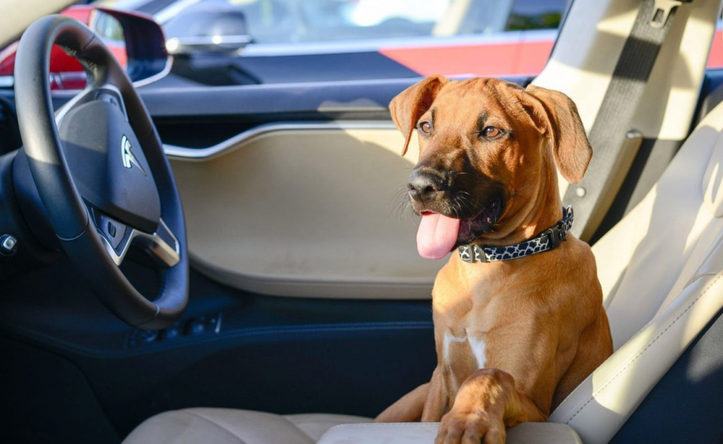 Tesla Dog Mode 1024x630 - Tesla is Receiving Two Game-Changing Updates